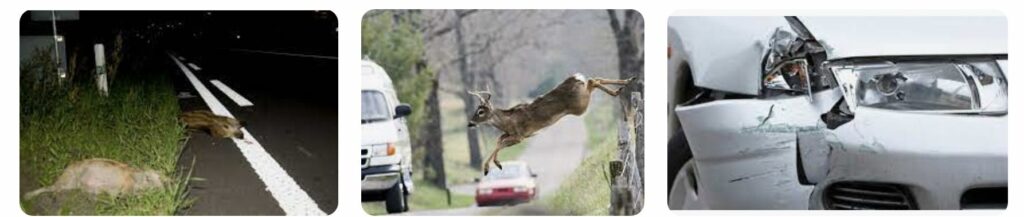 Voorkom auto schade door wilde dieren